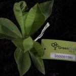greenclick (1)