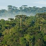 noticiaimagens_1516_img1_floresta-com-araucria-turvo