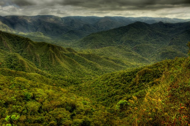 ciclovivo_floresta