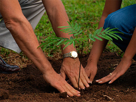 plantararvore_greenclick