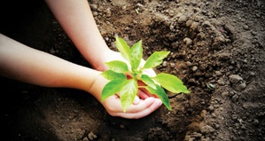 plantararvore_greenclick1