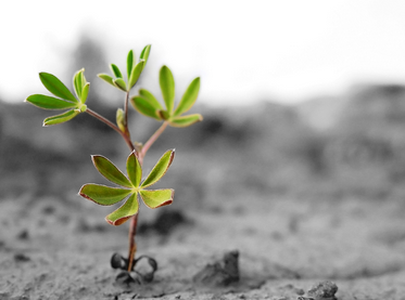 GreenClick-Sustentabilidade