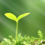 greenclick
