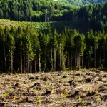 111108_reforest_wide