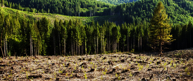 111108_reforest_wide